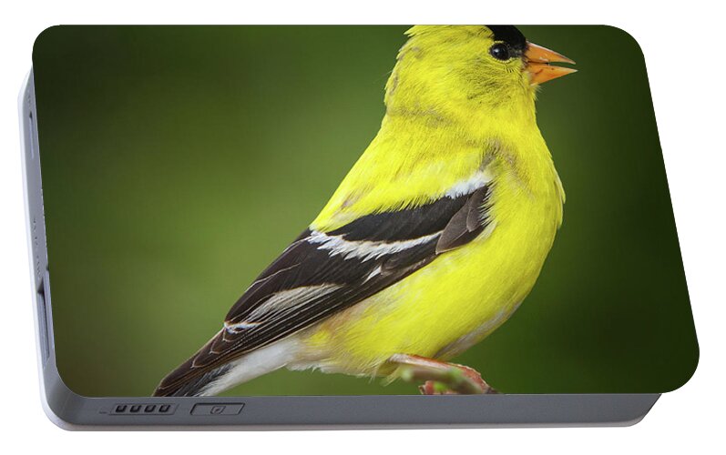 American Portable Battery Charger featuring the photograph Male American golden finch on twig by William Lee