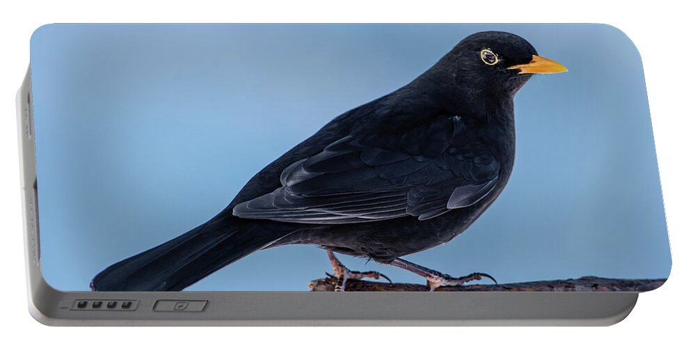Blackbird Portable Battery Charger featuring the photograph Male blackbird perching on a pine branch in profile by Torbjorn Swenelius