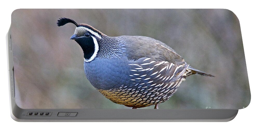 Photography Portable Battery Charger featuring the photograph Male California Quail by Sean Griffin