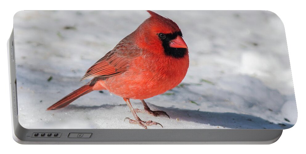 Male Cardinal Color Photograph In Winter Portable Battery Charger featuring the photograph Male Cardinal in Winter by Kenneth Cole