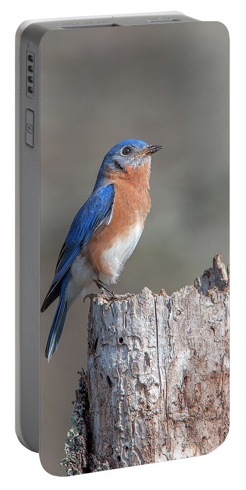Nature Portable Battery Charger featuring the photograph Male Eastern Bluebird Singing DSB0287 by Gerry Gantt