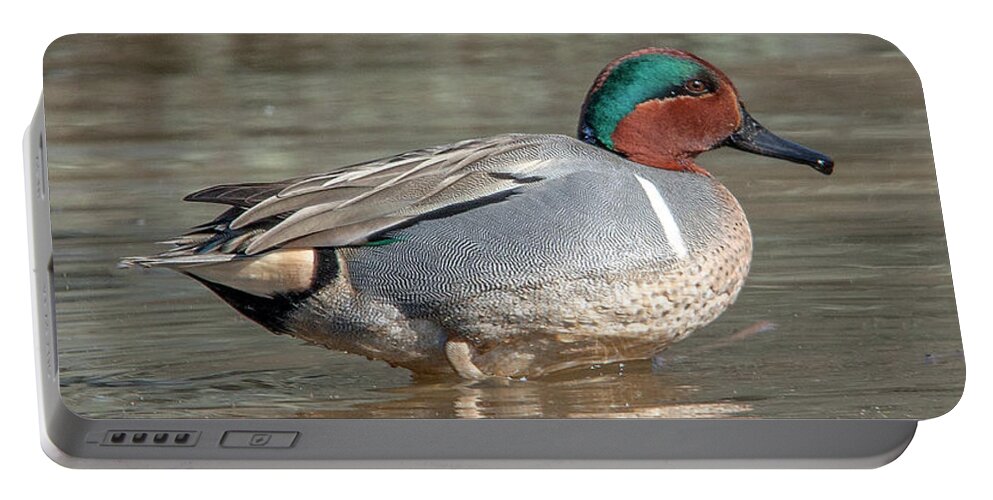 Nature Portable Battery Charger featuring the photograph Male Green-winged Teal DWF0171 by Gerry Gantt
