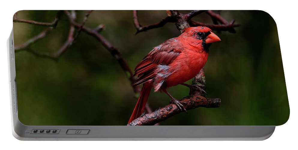 Male Northern Cardinal Portable Battery Charger featuring the photograph Male Northern Cardinal by Debra Martz