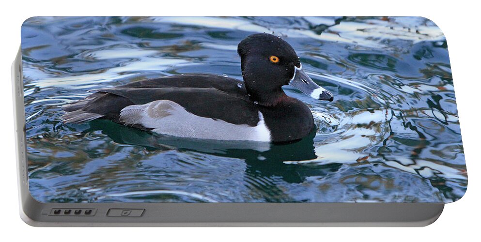 Ring-necked Duck Portable Battery Charger featuring the photograph Male Ring-Necked Duck by Shoal Hollingsworth