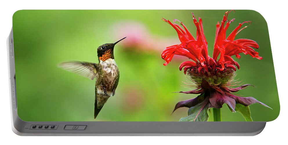 Hummingbird Portable Battery Charger featuring the photograph Male Ruby-Throated Hummingbird Hovering Near Flowers by Christina Rollo