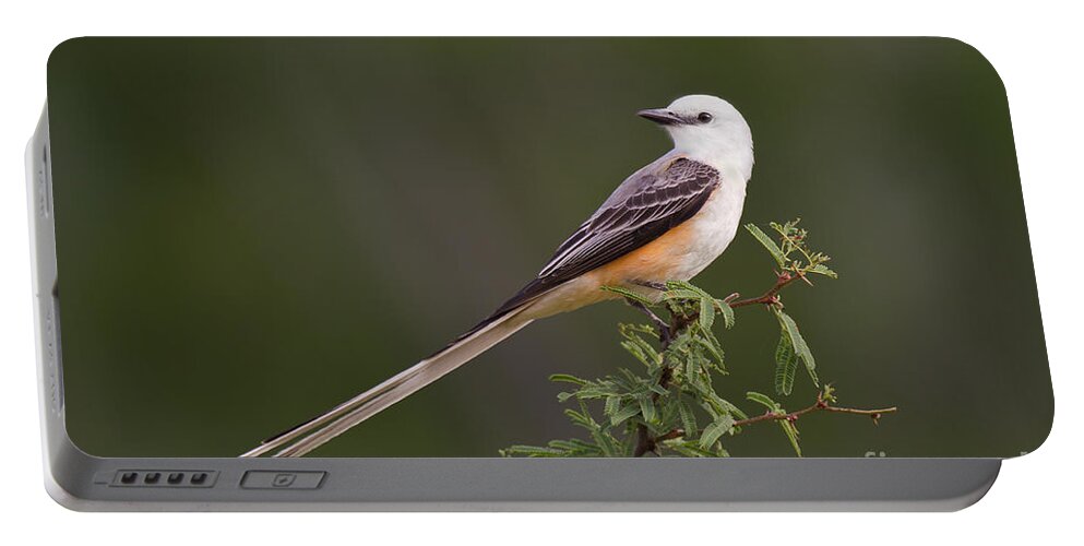 Dave Welling Portable Battery Charger featuring the photograph Male Scissor-tail Flycatcher Tyrannus Forficatus Wild Texas by Dave Welling