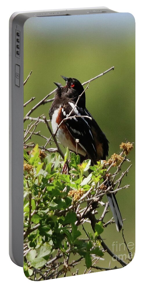 Male Spotted Towhee Portable Battery Charger featuring the photograph Male Spotted Towhee by Alyce Taylor