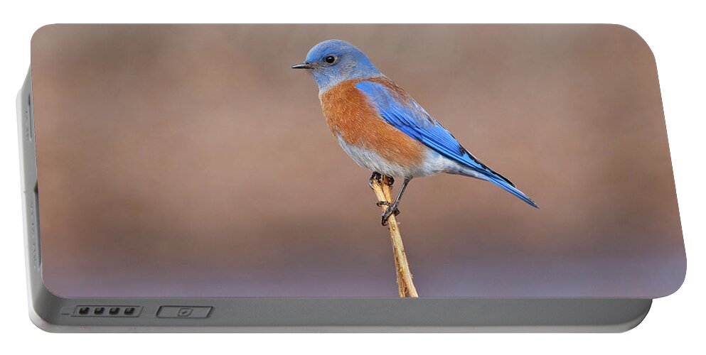Adult Portable Battery Charger featuring the photograph Male Western Bluebird Perched on a Stalk by Jeff Goulden