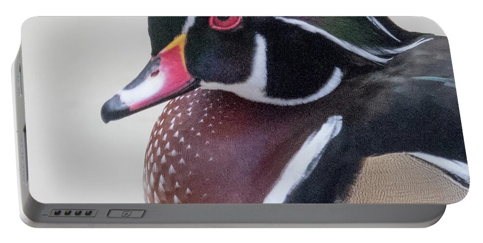Wood Duck Portable Battery Charger featuring the photograph Male Wood Duck Head by Jack Nevitt