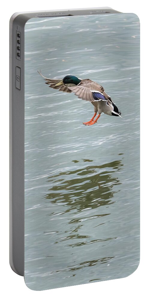 Mallard Portable Battery Charger featuring the photograph Mallard Drake Coming In For A Landing On The Ohio by Holden The Moment