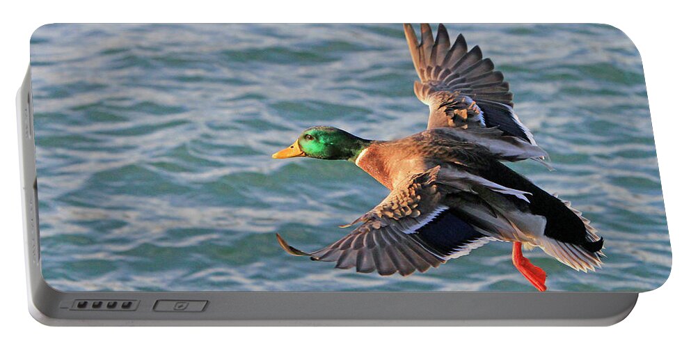 Duck Portable Battery Charger featuring the photograph Mallard in Flight 3 by Shoal Hollingsworth