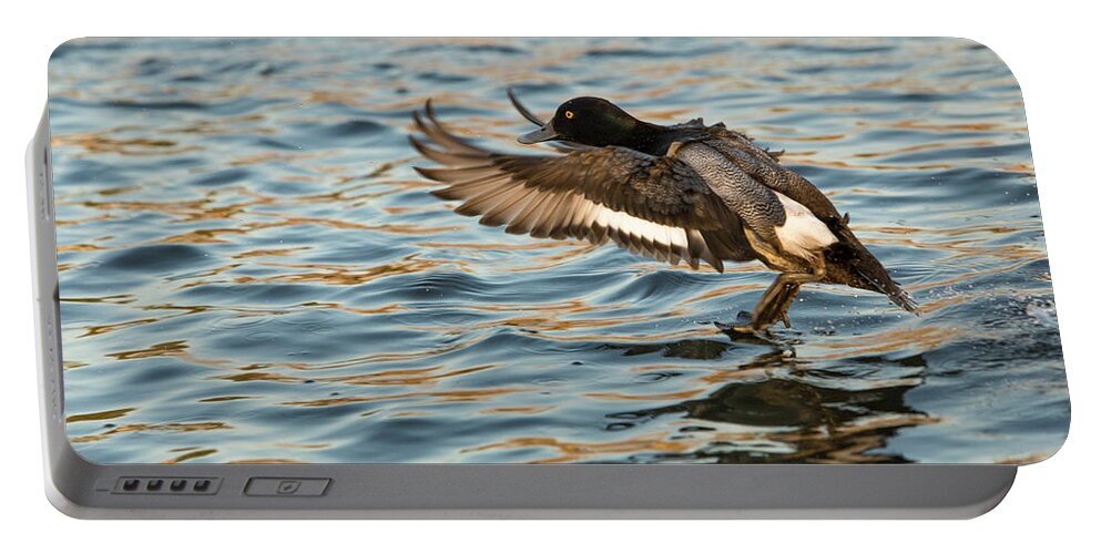 Duck Portable Battery Charger featuring the photograph Mallard landing by Jason Hughes