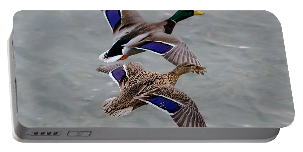 Mallards Portable Battery Charger featuring the photograph Mallards in Flight by Holden The Moment