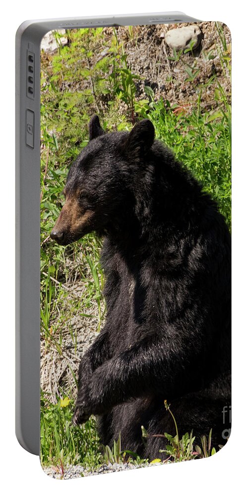 Black Portable Battery Charger featuring the photograph Mama Black Bear by Louise Magno