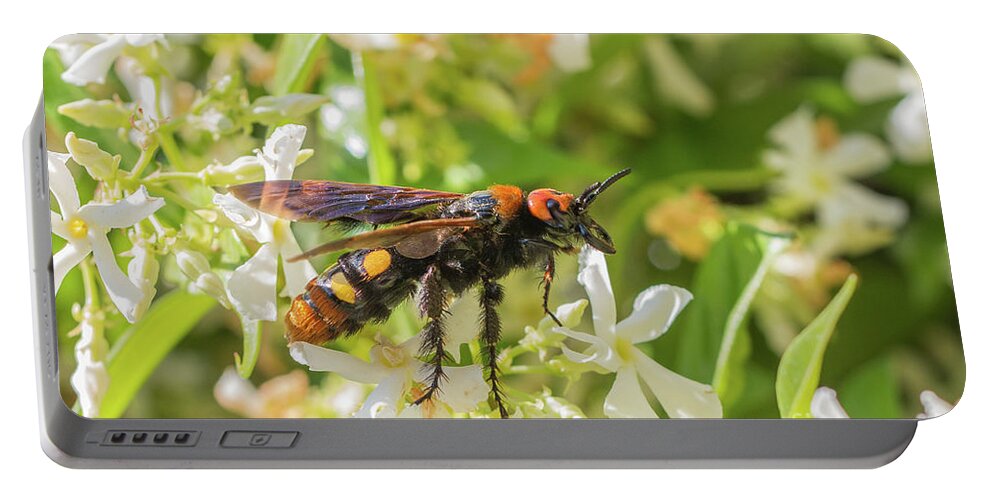 Animal Portable Battery Charger featuring the photograph Mammoth wasp Megascolia maculata maculata by Jivko Nakev