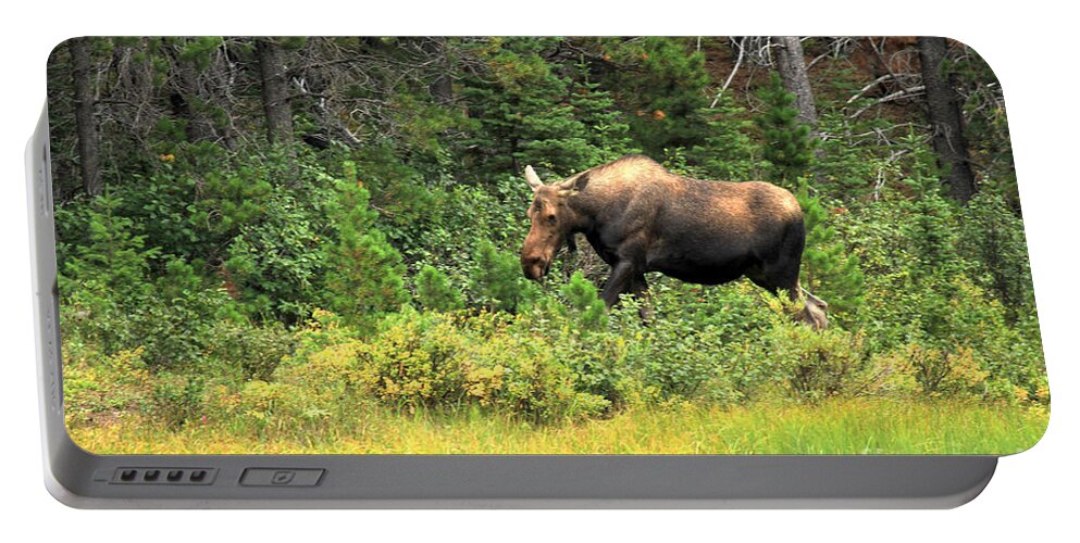  Portable Battery Charger featuring the photograph Many Glacier Moose 5 by Adam Jewell