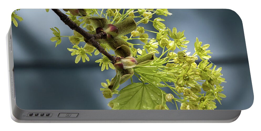 Maple Tree Flowers Portable Battery Charger featuring the photograph Maple Tree Flowers 2 - by Julie Weber