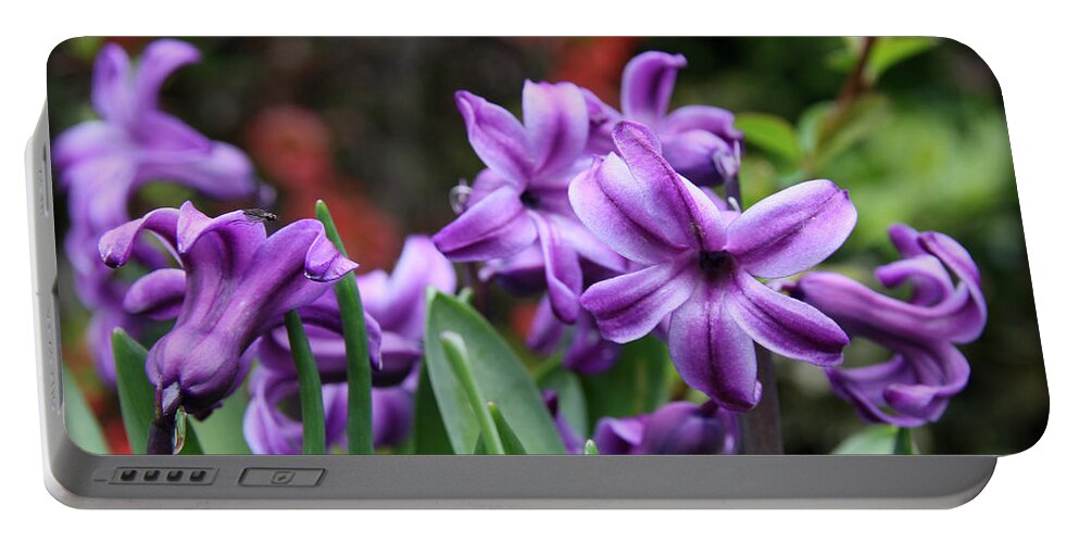 Hyacinth Portable Battery Charger featuring the photograph March Hyacinths by KATIE Vigil
