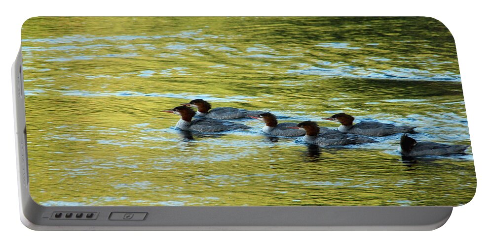 Duck Portable Battery Charger featuring the photograph March Of The Mergansers by Donna Blackhall