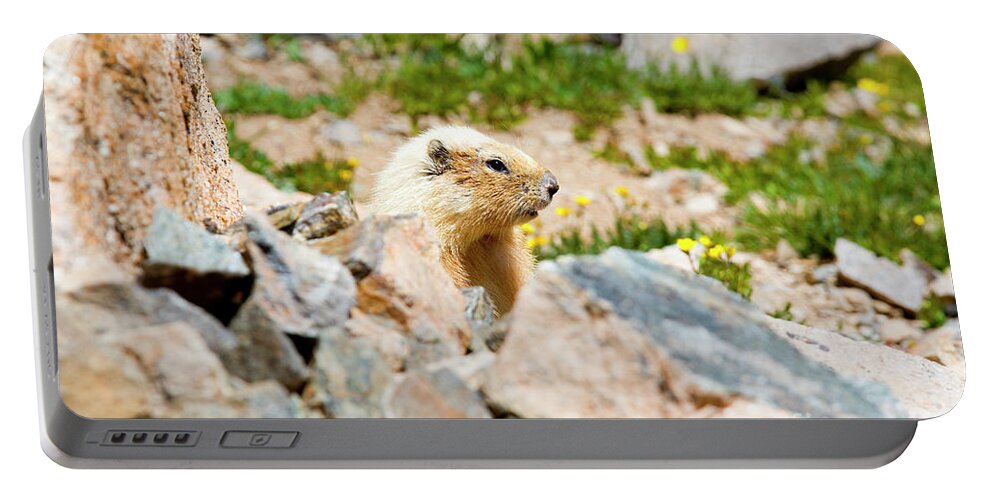Marmot Portable Battery Charger featuring the photograph Marmot on Mount Massive Colorado by Steven Krull