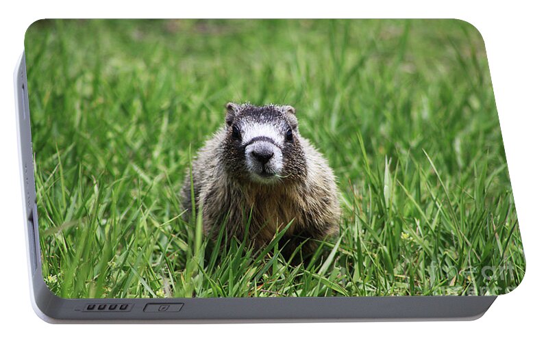 Pup Portable Battery Charger featuring the photograph Marmot Pup by Alyce Taylor