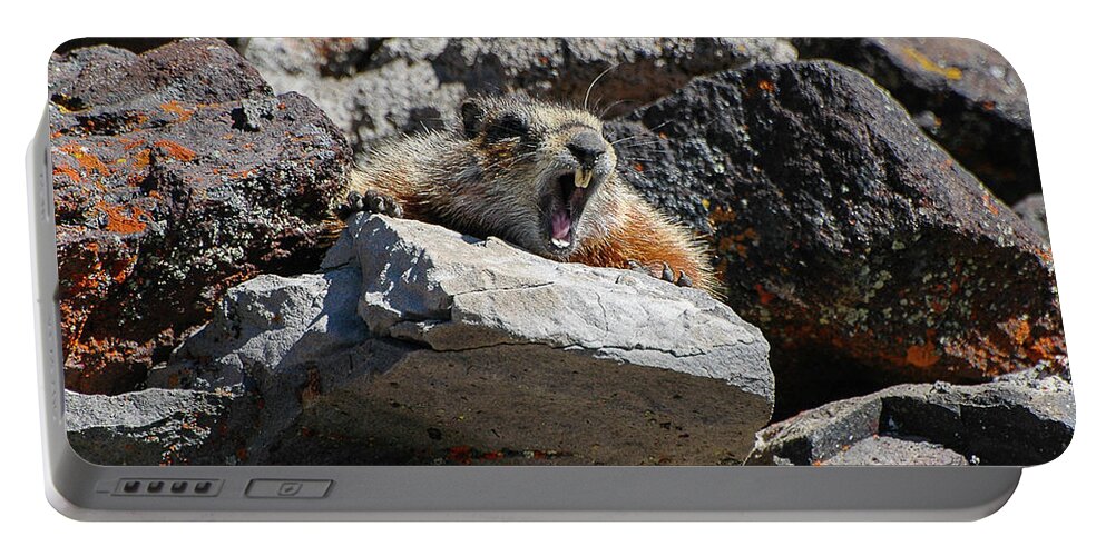 Mt. Washburn Portable Battery Charger featuring the photograph Marmot Yawning by Joan Wallner