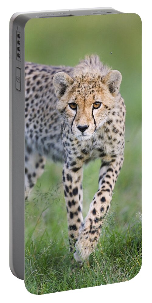 00761688 Portable Battery Charger featuring the photograph Masai Mara Cheetah Cub by Suzi Eszterhas