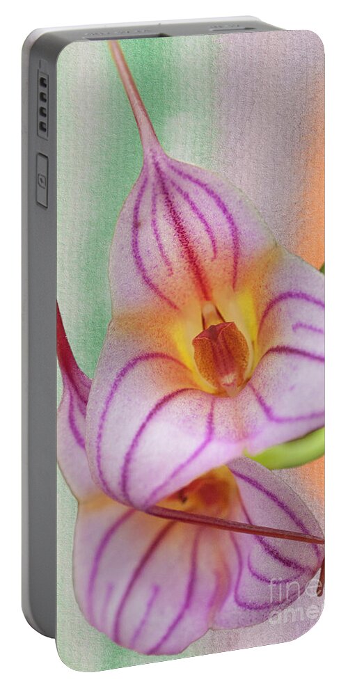 Orchid Portable Battery Charger featuring the photograph Masdevallia Orchid Pink Stripes by Heiko Koehrer-Wagner