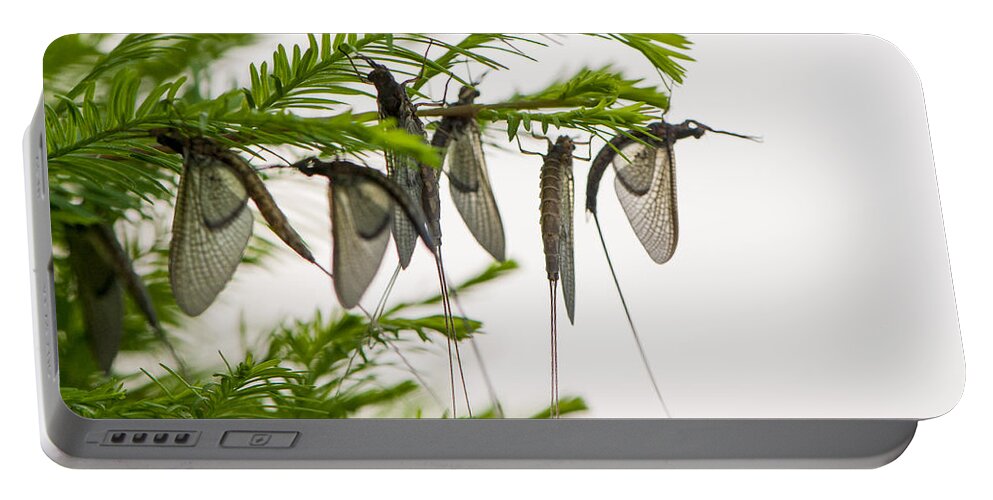 Animal Resting Portable Battery Charger featuring the photograph Mayfly slumbers by Brian Green