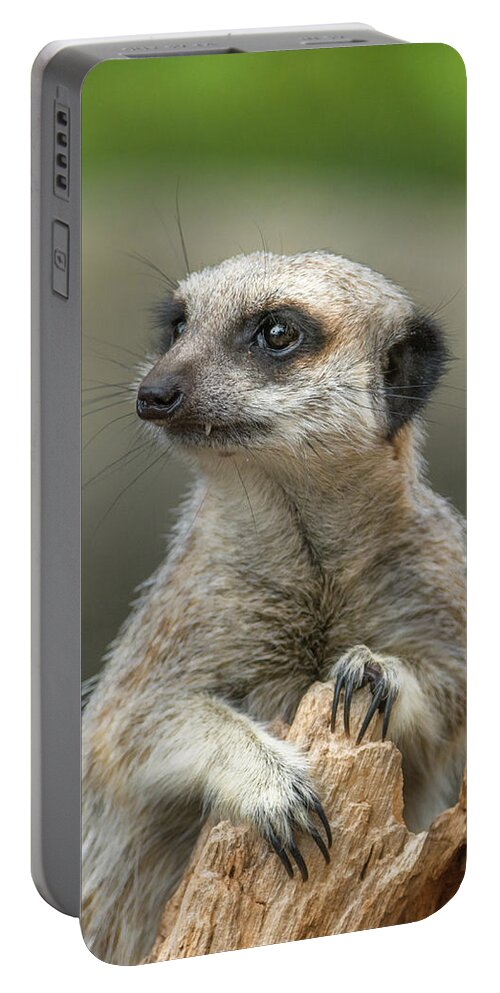 Meerkat Portable Battery Charger featuring the photograph Meerkat Model by Racheal Christian