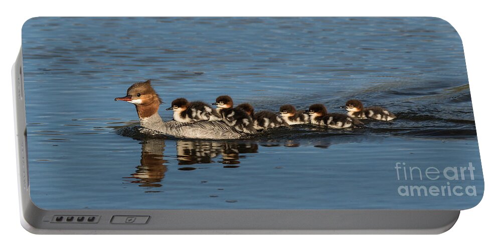 Mommy Merganser Portable Battery Charger featuring the photograph Meet The Mergansers by Mitch Shindelbower