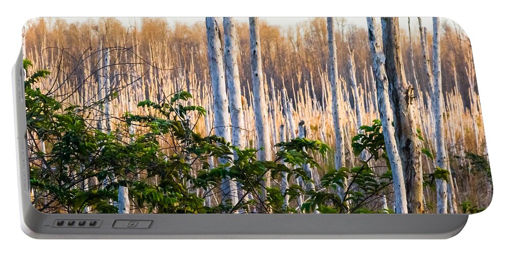 Bark Portable Battery Charger featuring the photograph Melaleuca Forest by Ed Gleichman