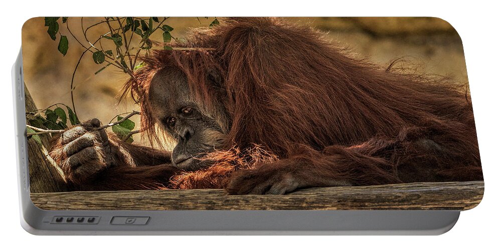 Orangutan Portable Battery Charger featuring the photograph Melancholy by Michael McKenney