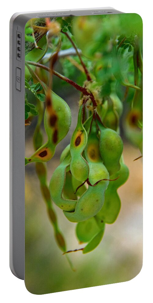 Mexican Bird Of Paradise Seed Pods Portable Battery Charger by Tai Kmak -  Fine Art America