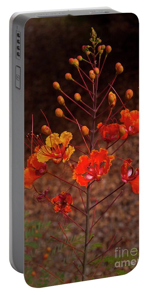 Plant Portable Battery Charger featuring the photograph Mexican Bird Of Paradise-Signed-#1422 by J L Woody Wooden