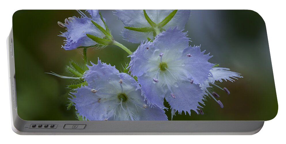 Phacelia Portable Battery Charger featuring the photograph Miami Mist bloom by David Watkins