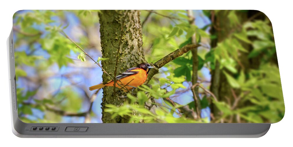 Baltimore Oriole Portable Battery Charger featuring the photograph Migratory Birds - Baltimore Oriole by Kerri Farley