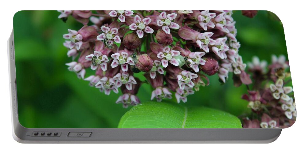 Photograph Portable Battery Charger featuring the photograph Milkweed in Bloom on the Blue Ridge by M E