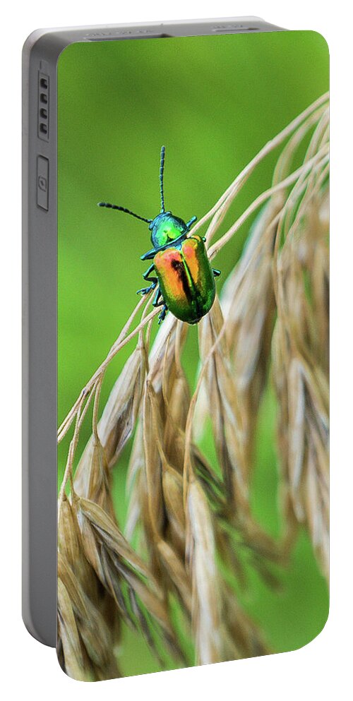 Grass Portable Battery Charger featuring the photograph Mini Metallic Magnificence by Bill Pevlor