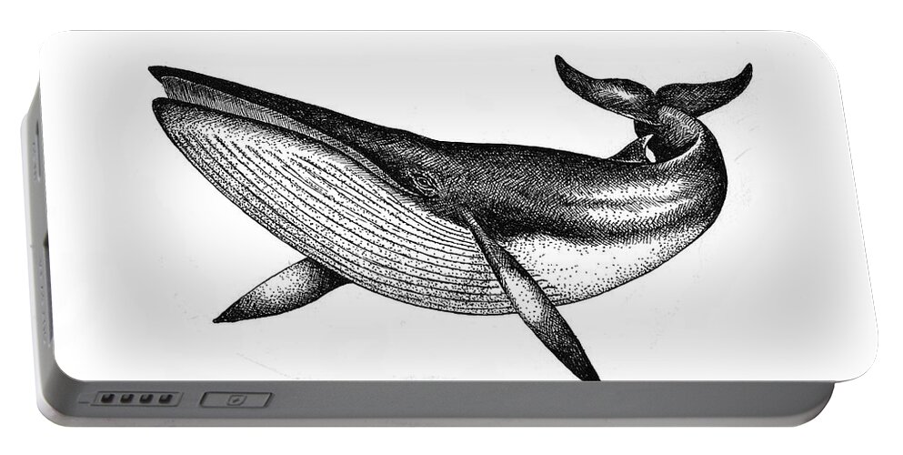 Whale Portable Battery Charger featuring the drawing Minke Whale - Vintage Drawing by Art MacKay