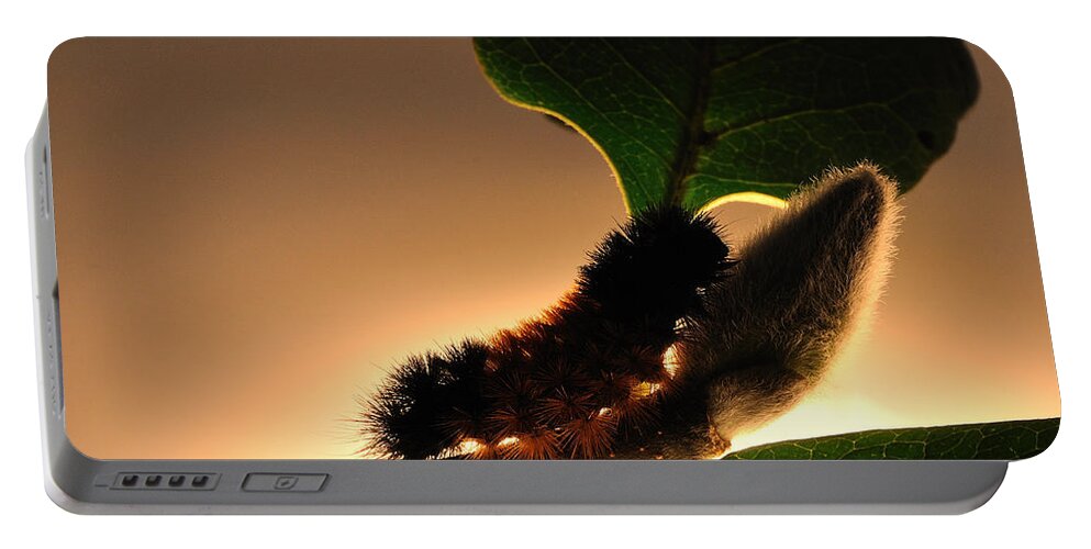 Caterpillar Portable Battery Charger featuring the photograph Mistaken Identity by Mark Fuller