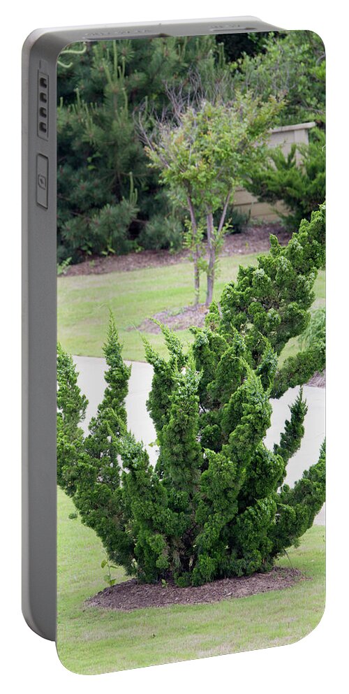 Pine Tree Portable Battery Charger featuring the photograph Mister Twister by David Stasiak