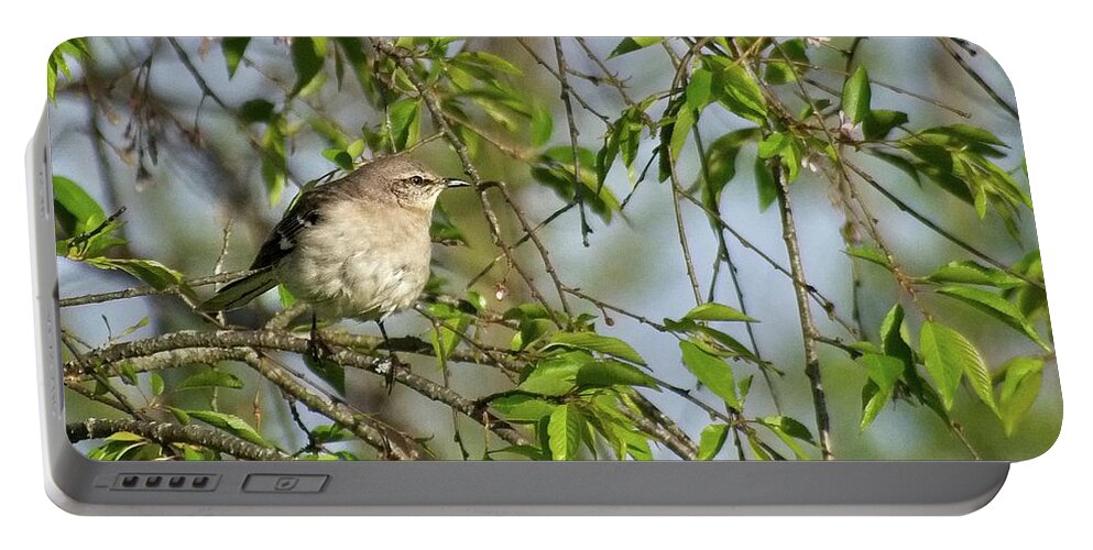 Wildlife Portable Battery Charger featuring the photograph Mocking Bird Enjoying the Sun by John Benedict