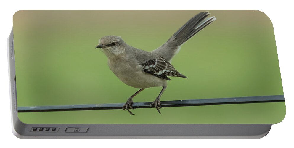 Jan Portable Battery Charger featuring the photograph Mockingbird by Holden The Moment