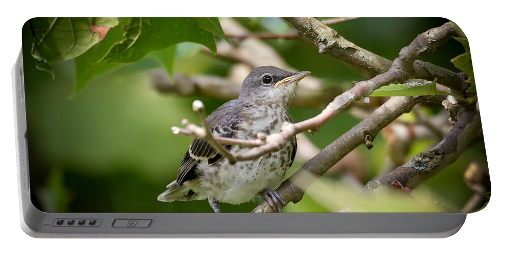 Mockingbird Portable Battery Charger featuring the photograph Mockingbird Youngster by Kerri Farley