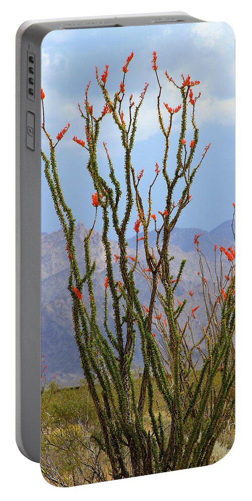 Mohave Ocotillo Portable Battery Charger featuring the photograph Mohave Ocotillo by Bonnie Follett