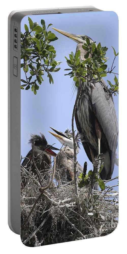 Blue Heron Portable Battery Charger featuring the photograph Mom And Babies by Deborah Benoit