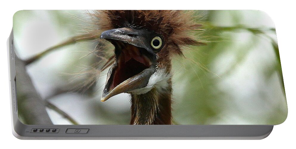 Immature Tri-colored Heron Portable Battery Charger featuring the photograph Momma I am HUNgry by Barbara Bowen