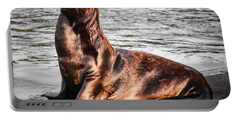 Sealion Portable Battery Charger featuring the photograph Monarch SeaLion by Jason Brooks
