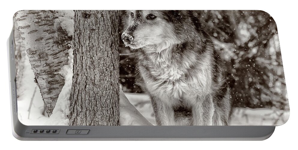 Montana Wolf Portable Battery Charger featuring the photograph Montana Wolf by Wes and Dotty Weber